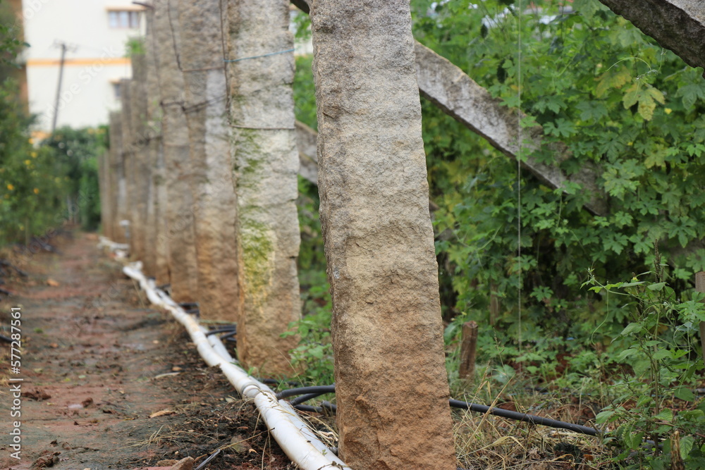 Using drip irrigation for water saving on a bitter gourd farmland. Growing vegetables using modern agricultural practices Using drip irrigation for water saving on a bitter gourd farmland. Growing vegetables using modern agricultural practices
