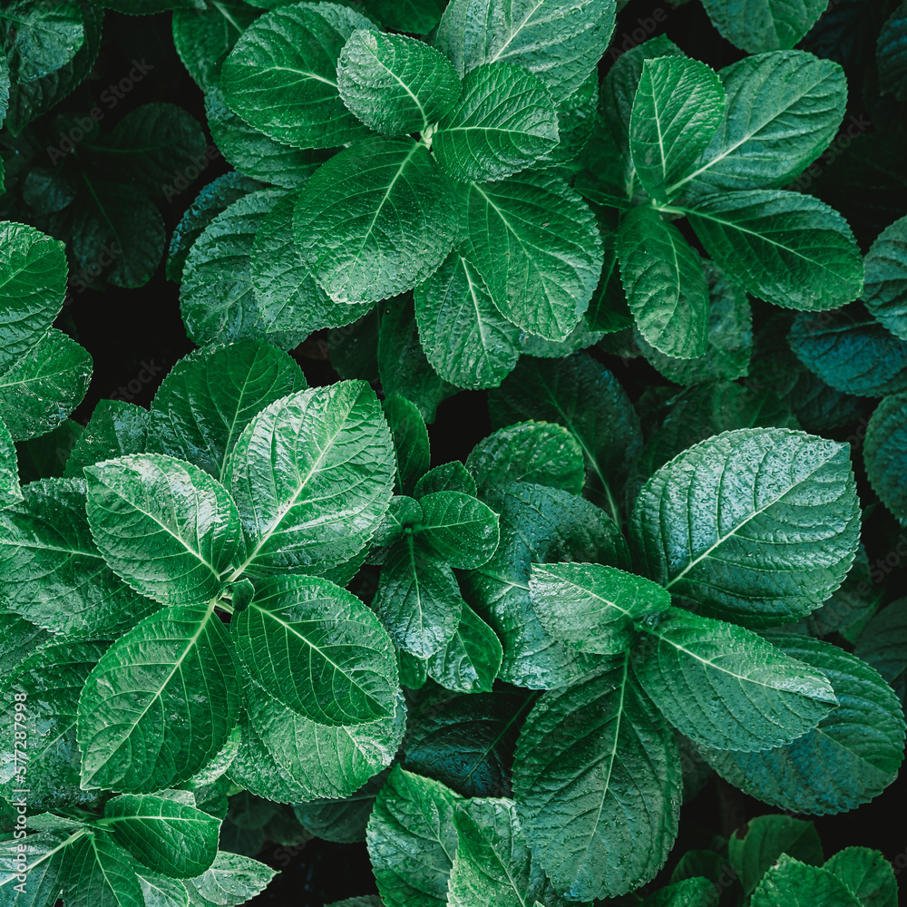 green leaves background green leaves background