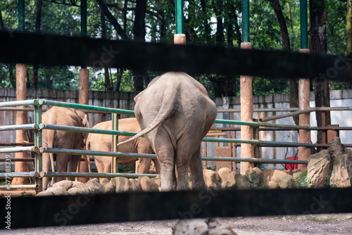 an elephant in the enclosure of the Indonesian zoo. back of view