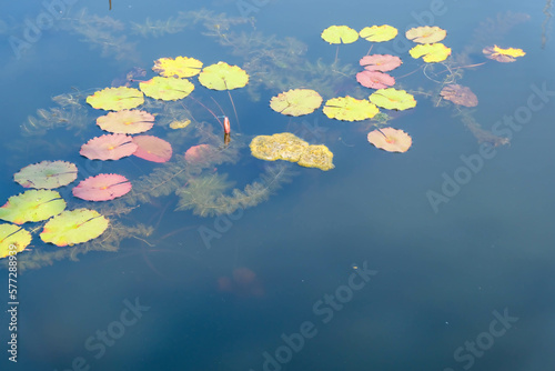 blue water pond with many withered lotuses