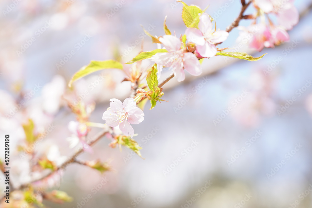薬師池公園の桜 薬師池公園の桜