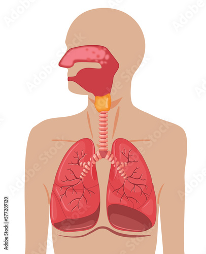 Vector of human respiratory system, lungs, Pulmonary alveoli anatomy of human body parts, Biology medical for respiratory system diagram, Vector illustration
