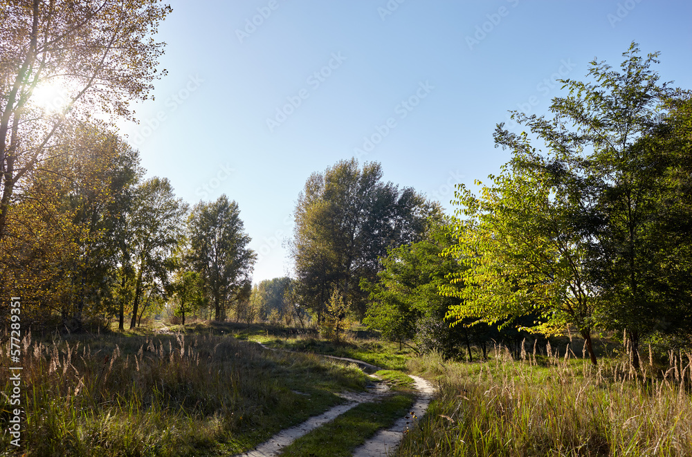 Road in forest against the sky and meadows. Beautiful landscape of trees and blue sky background