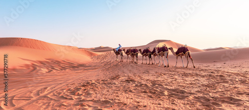 Camel caravan in Liwa desert  Abu Dhabi.