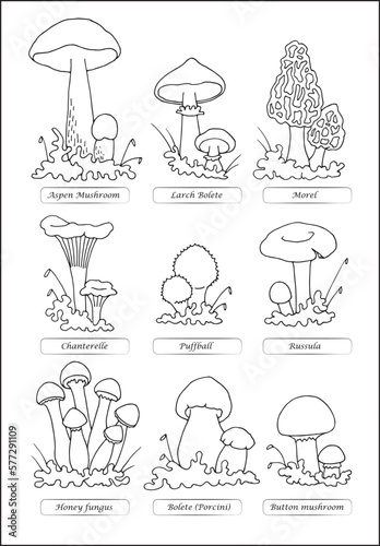 Set of different edible mushrooms outlined in black and white, contours of different forms of mushrooms, silhouettes of mushrooms.