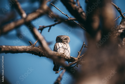 Pygmy Owl in Belovezhskaya Pushcha National Park photo