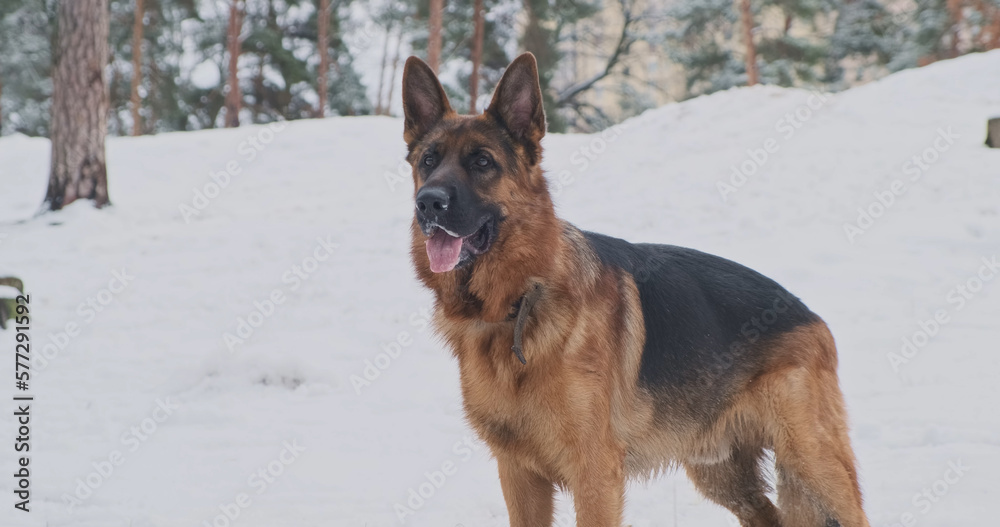 German Shepherd stands among the snow in the forest. Carefully looks at the owner, barks. Side view, winter, pines.