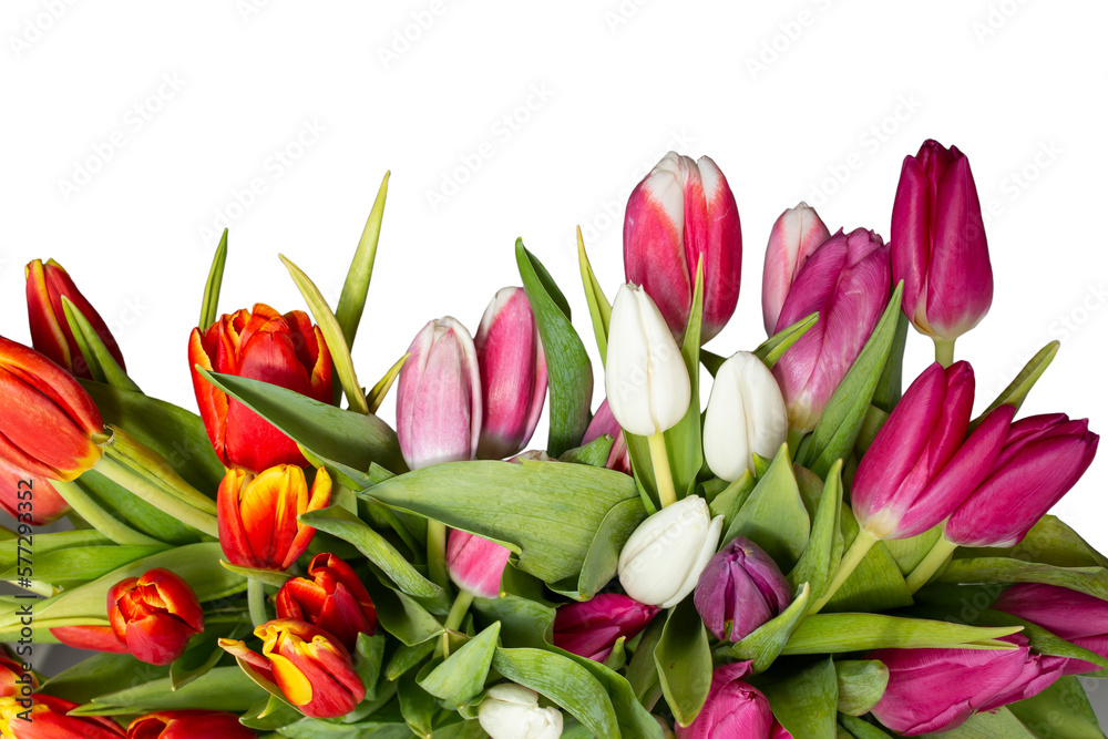 Many Multicolored tulips isolated on white background, Many Multicolored tulips isolated on white background,