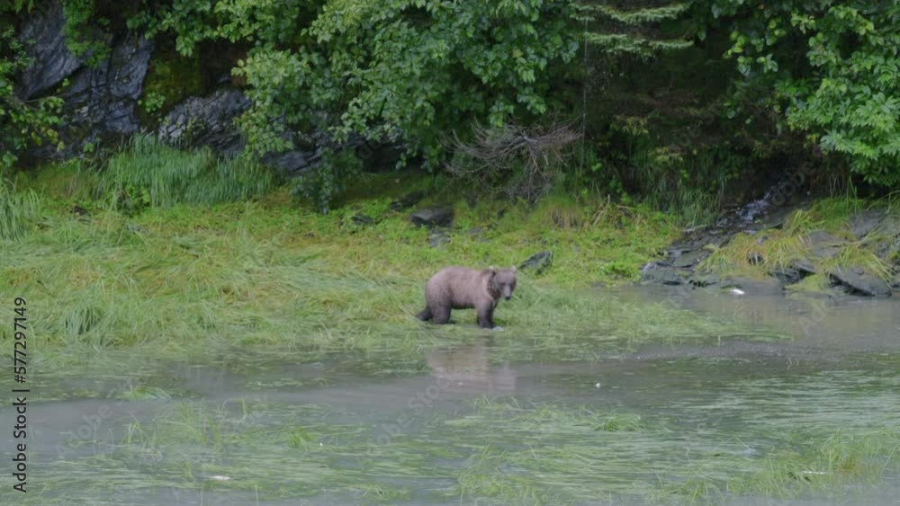 Brown Bear Walking around river Brown Bear Walking around river