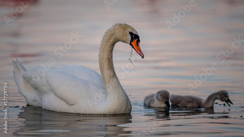 family of swans. Mute swan parent with baby cygnets swimming together. Cygnus olor.