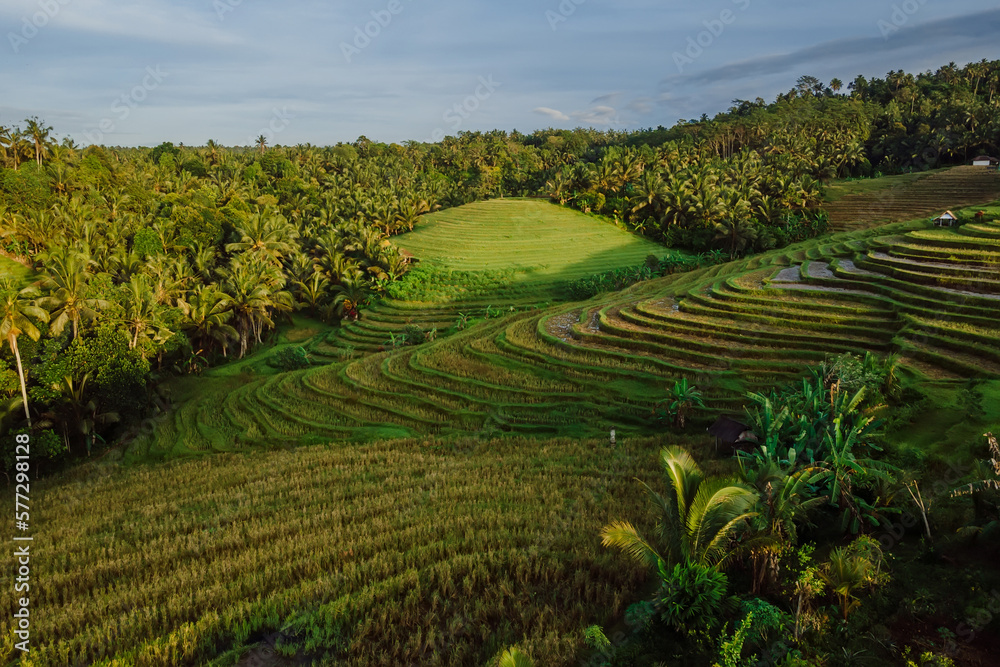 Aerial view of terraces and palms with morning light. Countryside with fields in Bali island.