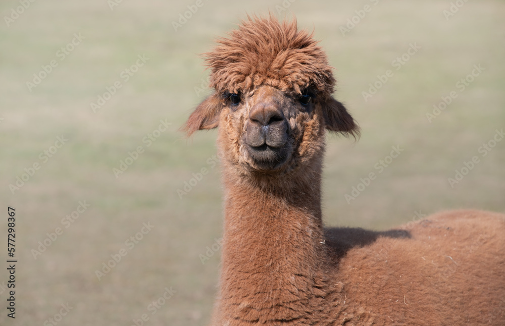Obraz premium Close up of a brown alpaca looking at the camera in amazement. You can see the animal's head and neck. The background is green, with space for text.