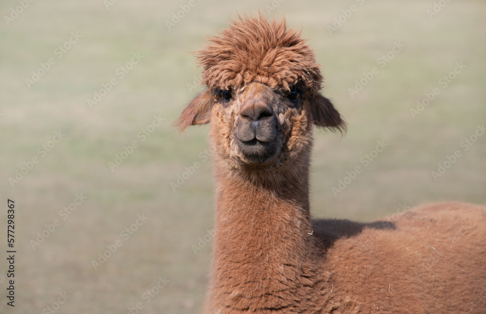 Close up of a brown alpaca looking at the camera in amazement. You can see the animal's head and neck. The background is green, with space for text.