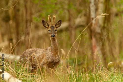 Rehboch  Capreolus capreolus  im Bast