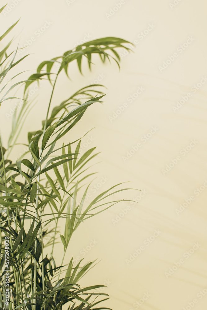 Green branches of a decorative palm tree with a shadow on a yellow background. Natural background. Selective focus Green branches of a decorative palm tree with a shadow on a yellow background. Natural background. Selective focus