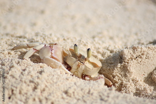 Africa - Zanzibar - Crab