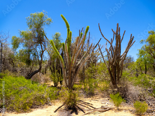 Tall stems of Didiera trollii with large spines, Tsimanampetsotsa national park. Madagascar photo