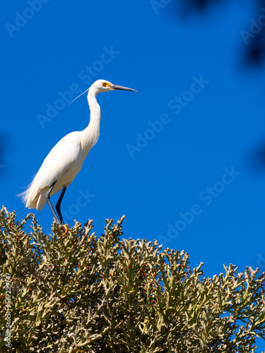 A Little Egret, Egretta garzetta dimorpha, stands in the branches at the top of a tree. Nosy Ve. Madagascar photo