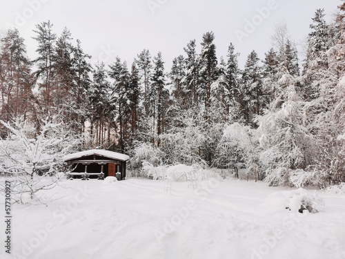 A dark one-story wooden house - a round log bathhouse in the snow among snow-covered trees against the background of a winter dawn.