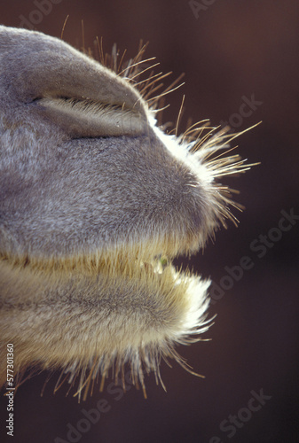 Bactrian Camel.