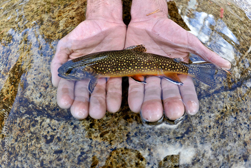Hands holding caught golden trout (Oncorhynchus mykiss aguabonita) in Lewis Creek, Sierra High Route, Yosemite National Park, California, USA