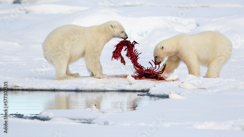 Polar bear feast watched by ivory gulls, Ursus Maritimus, Pagophila Eburnea, Spitzbergen, Svalbard photo