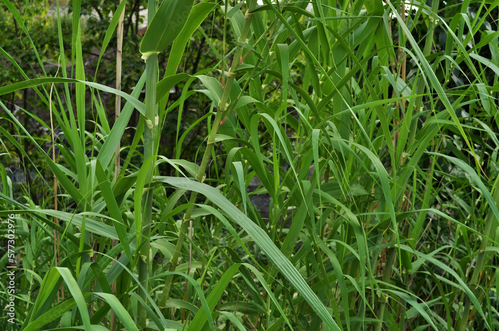 Lake, pond, swamp overgrown with dense vegetation Lake, pond, swamp overgrown with dense vegetation