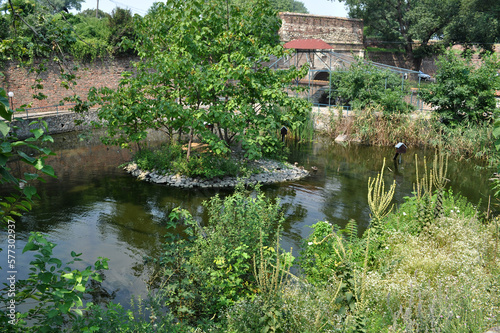 Lake, pond, swamp overgrown with dense vegetation 