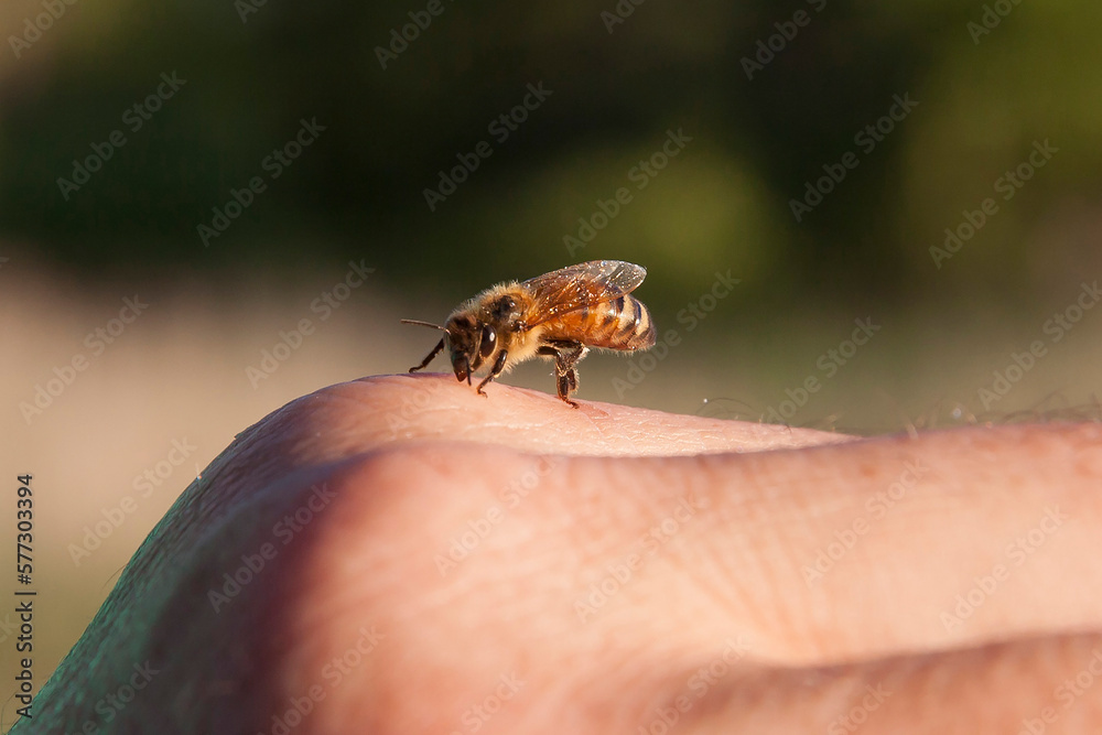 Italian honey bee close-up
