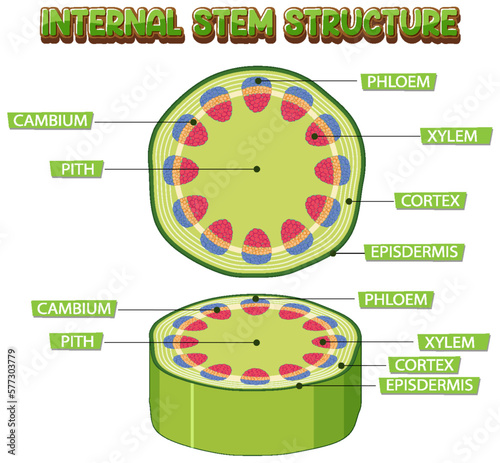 Internal structure of stem diagram
