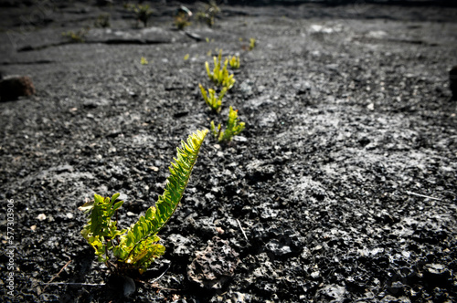Plants begin to grow out of dried lava in Hawaiâ€™i Volcanoes National Park, Hawaii. photo