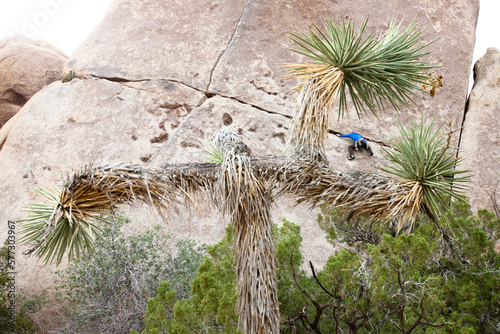 A male climber runs out the traverse while climbing Rubicon (5.10c) in Joshua Tree National Park, California. photo