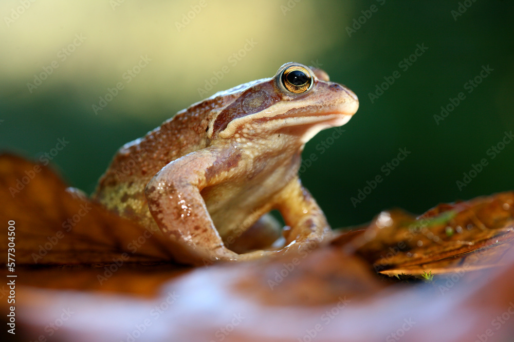 Iberian Frog (Rana iberica) adult, sitting on rock, Spain Iberian Frog (Rana iberica) adult, sitting on rock, Spain