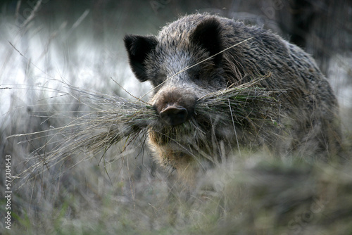 Wild boar (Sus scrofa) photo