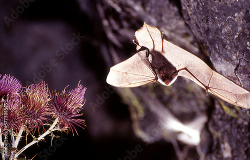 Natterer's bat in flight (Myotis nattereri) at night photo