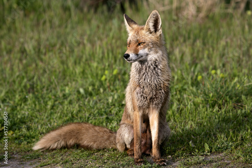 Male Red Fox Vulpes Vulpes photo