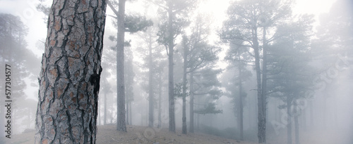 Fog in the forest, misty atmosphere, La Palma, Canary Islands, Spain