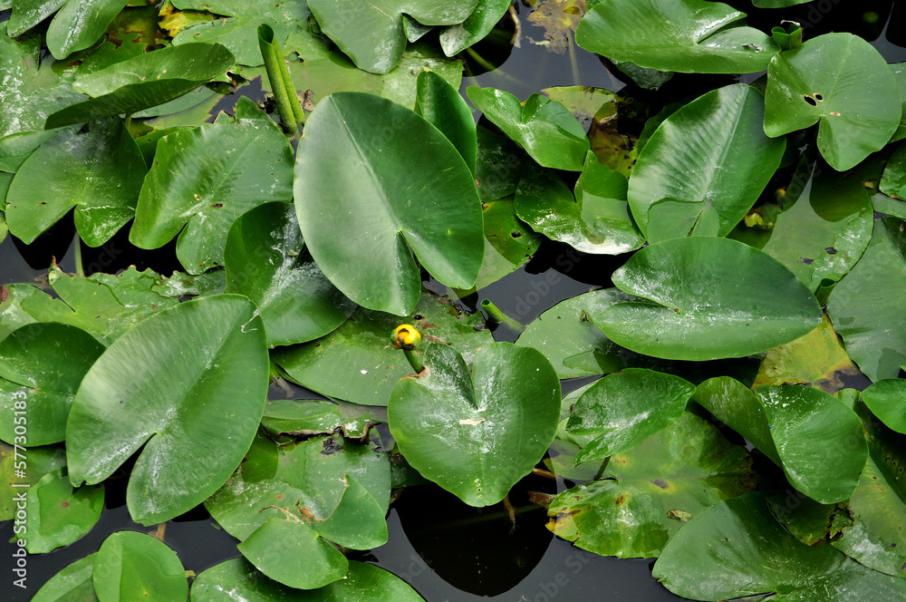 Water lily pond (Nuphar) leaves on the surface of the water Water lily pond (Nuphar) leaves on the surface of the water