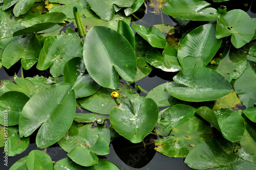 Water lily pond (Nuphar) leaves on the surface of the water 