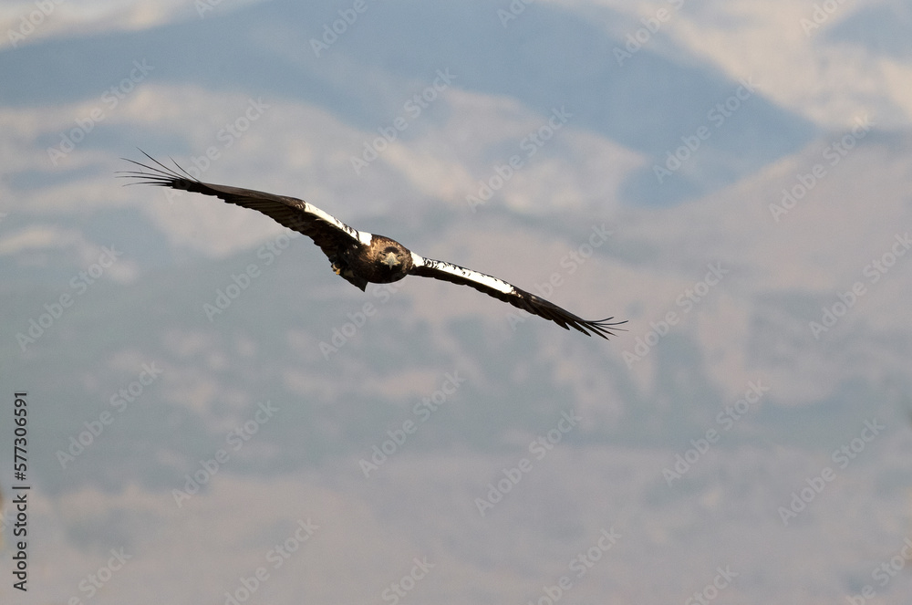 Adult Spanish Imperial Eagle flying within its territory in mountainous area of Mediterranean forest with the first light of day Adult Spanish Imperial Eagle flying within its territory in mountainous area of Mediterranean forest with the first light of day