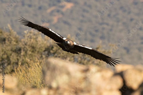 Male Spanish Imperial Eagle flying in a Mediterranean mountainous area of his territory with the first light of a January day