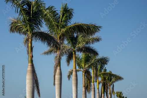 Row of Palm Trees