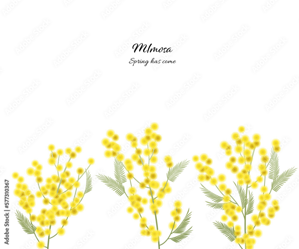 ミモザの花のイラスト素材 ベクター 白バック 春