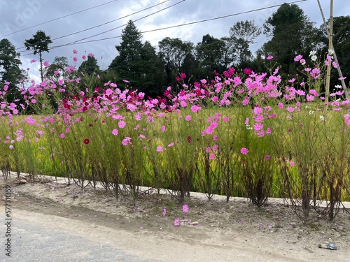 Beautiful cosmos flowers in a row behind a path Ziro valley Arunachal Pradesh photo