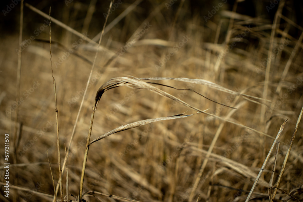 Obraz premium dry grass blows in the wind
