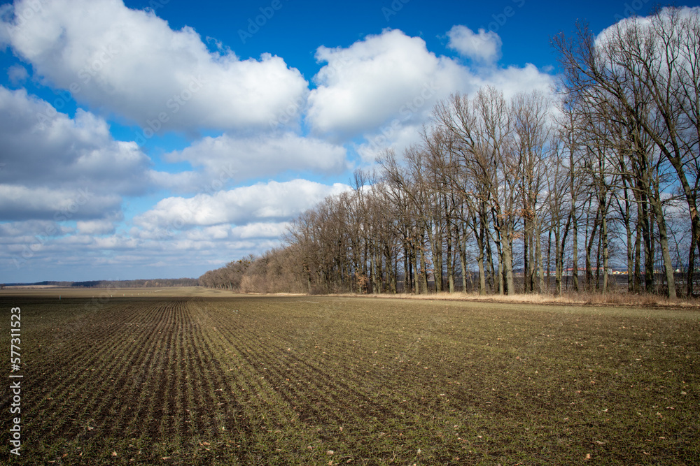 A field of winter wheat near trees in early spring A field of winter wheat near trees in early spring