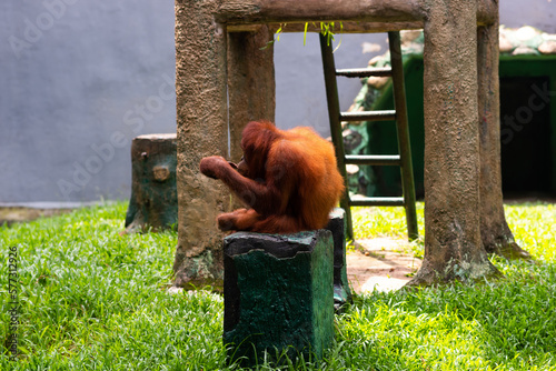 an orangutan sitting in its cage at the zoo