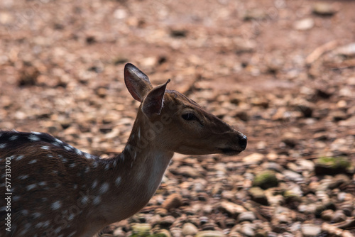 deer at the zoo. Selective focus