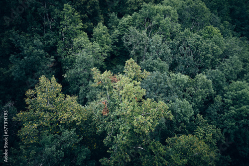 Quadro su tela Forêt sombre