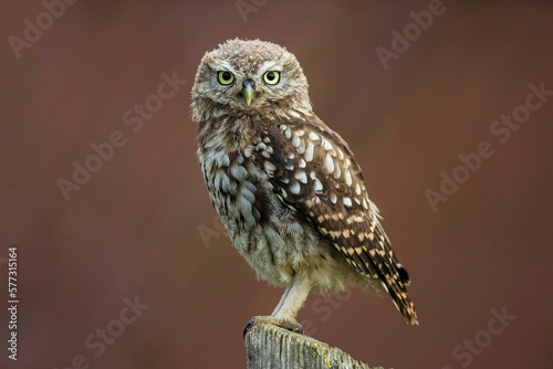 Kleine Eule auf Baumstumpf - Steinkauz  (Athene noctua)
